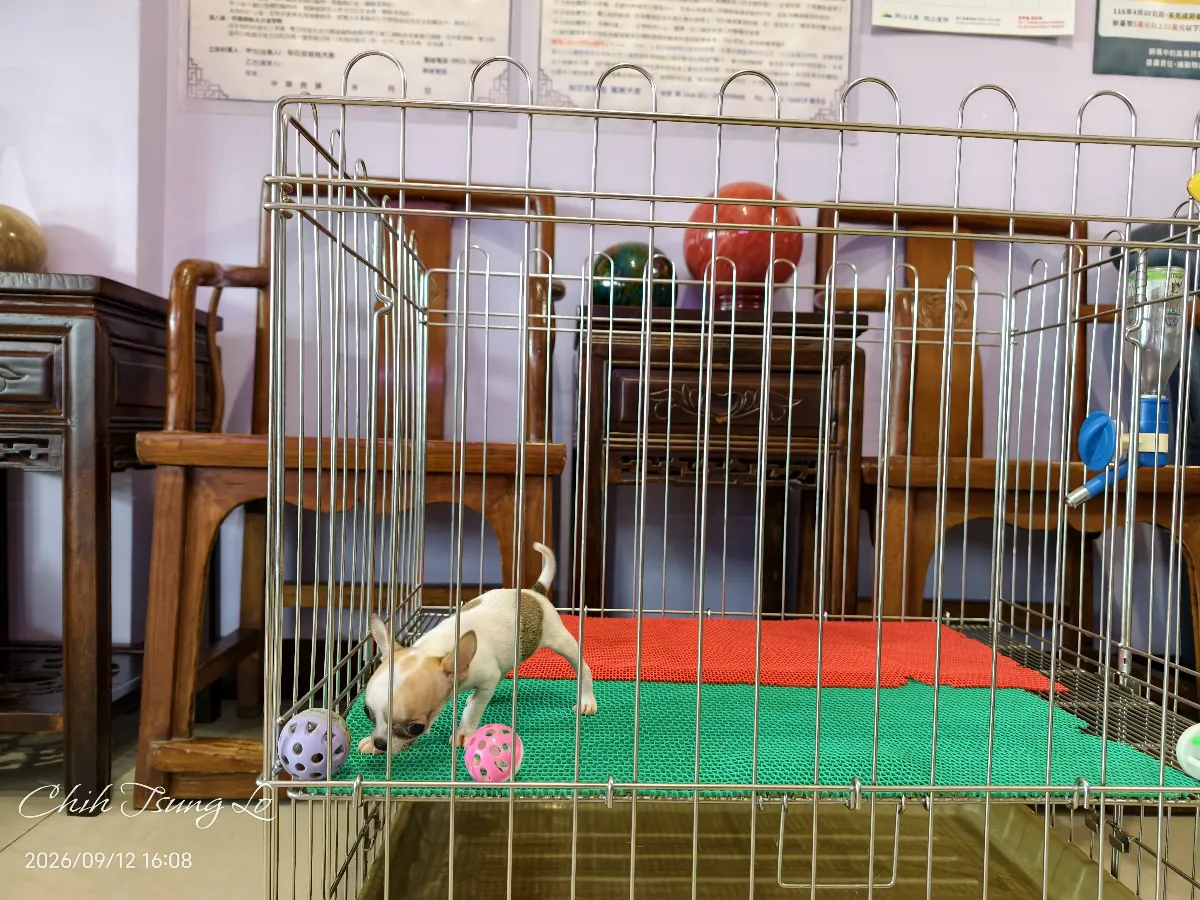 知日吉娃娃犬舍｜極品小型紅白色短毛吉娃娃（女生） 如果您對吉娃娃有任何問題，歡迎私訊詢問，提供您（第3／19張）