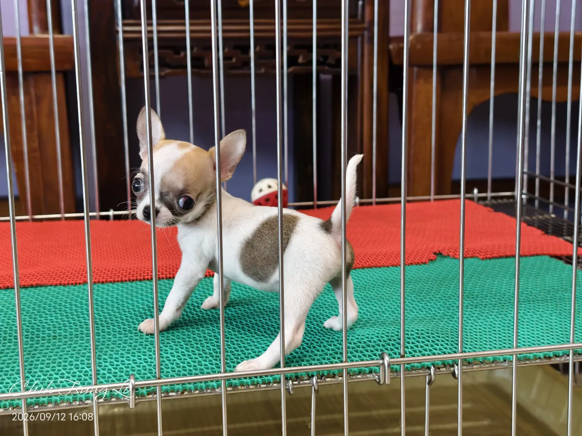 知日吉娃娃犬舍｜極品小型紅白色短毛吉娃娃（女生） 如果您對吉娃娃有任何問題，歡迎私訊詢問，提供您（第4／19張）