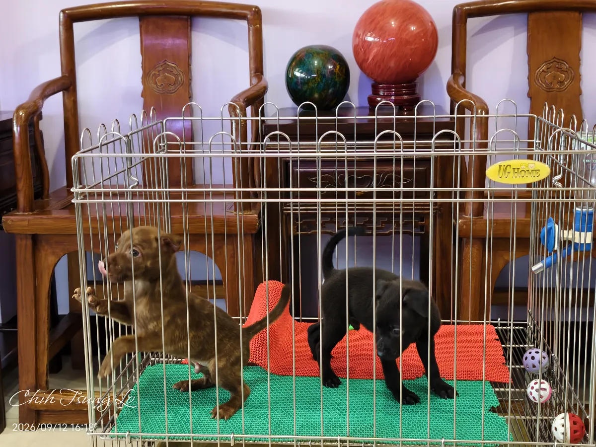 知日吉娃娃犬舍｜純正標準型紅毛台灣犬（男女生都有） 如果您對台灣犬有任何問題，歡迎私訊詢問，提供（第2／29張）