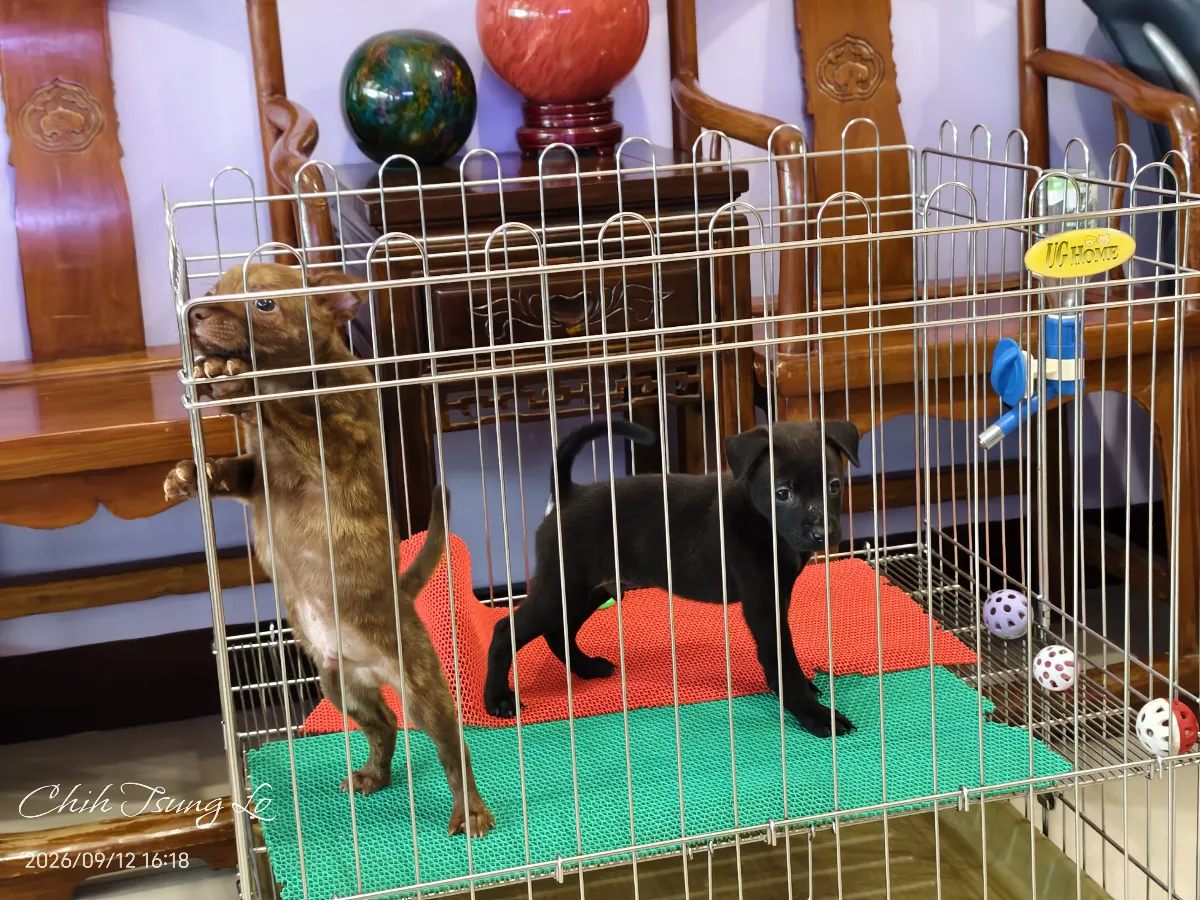 知日吉娃娃犬舍｜純正標準型紅毛台灣犬（男女生都有） 如果您對台灣犬有任何問題，歡迎私訊詢問，提供（第3／29張）