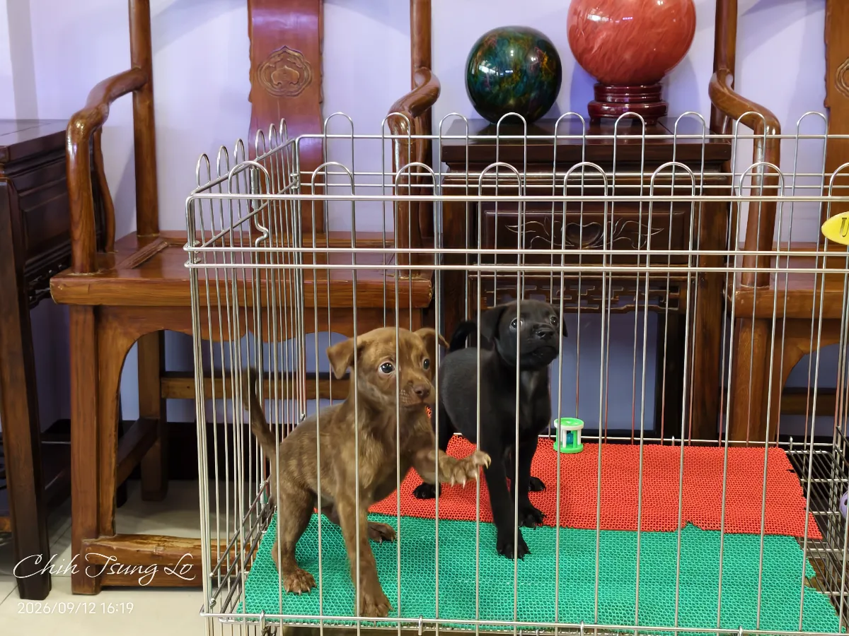 知日吉娃娃犬舍｜純正標準型紅毛台灣犬（男女生都有） 如果您對台灣犬有任何問題，歡迎私訊詢問，提供（第4／29張）