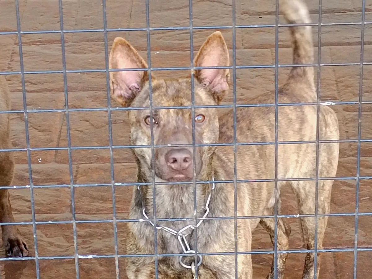 知日吉娃娃犬舍｜巧克力紅色虎斑紋~台灣犬 羅知日~紅毛台灣犬（第1／9張）