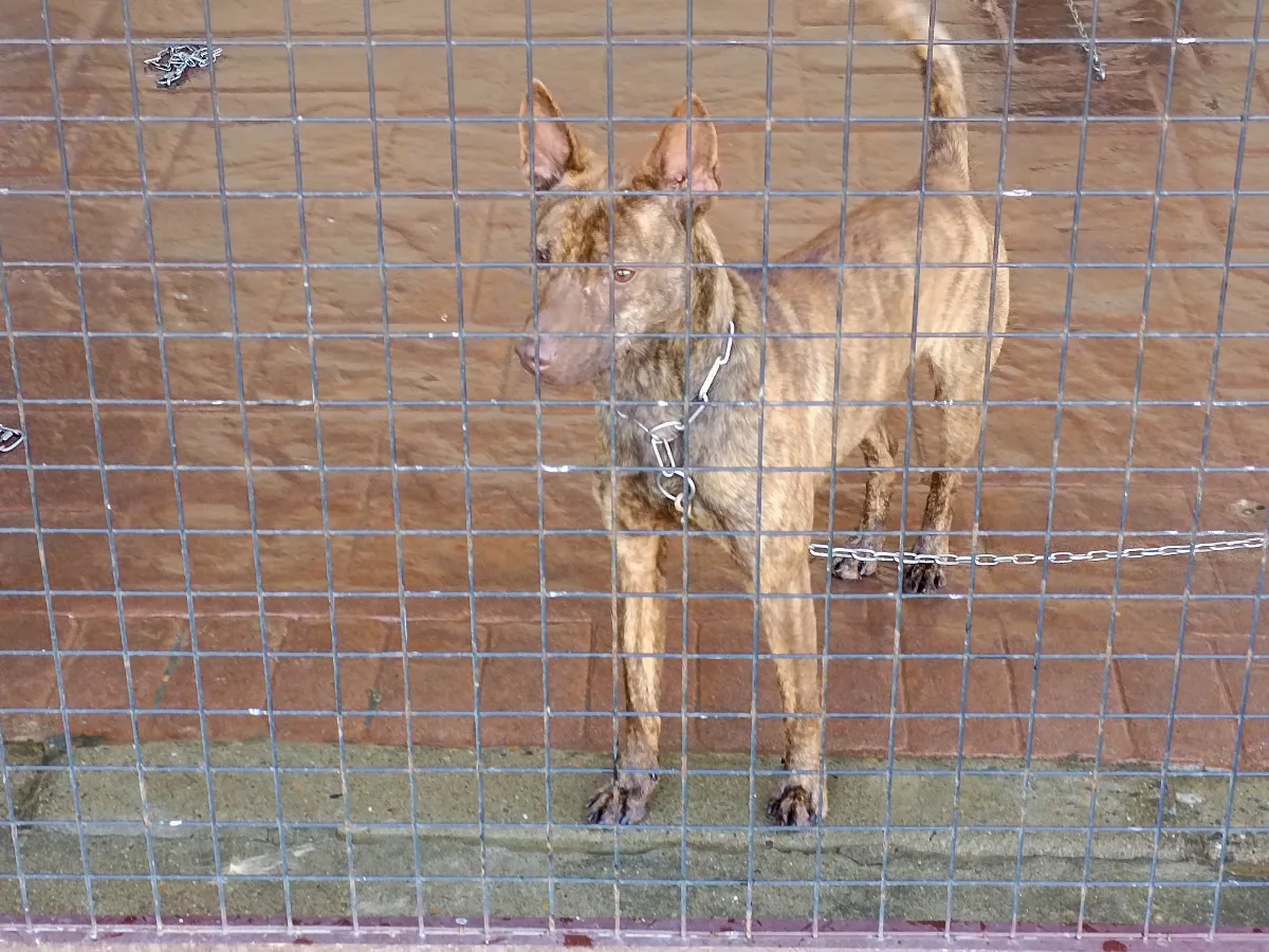 知日吉娃娃犬舍｜巧克力紅色虎斑紋~台灣犬 羅知日~紅毛台灣犬（第2／9張）