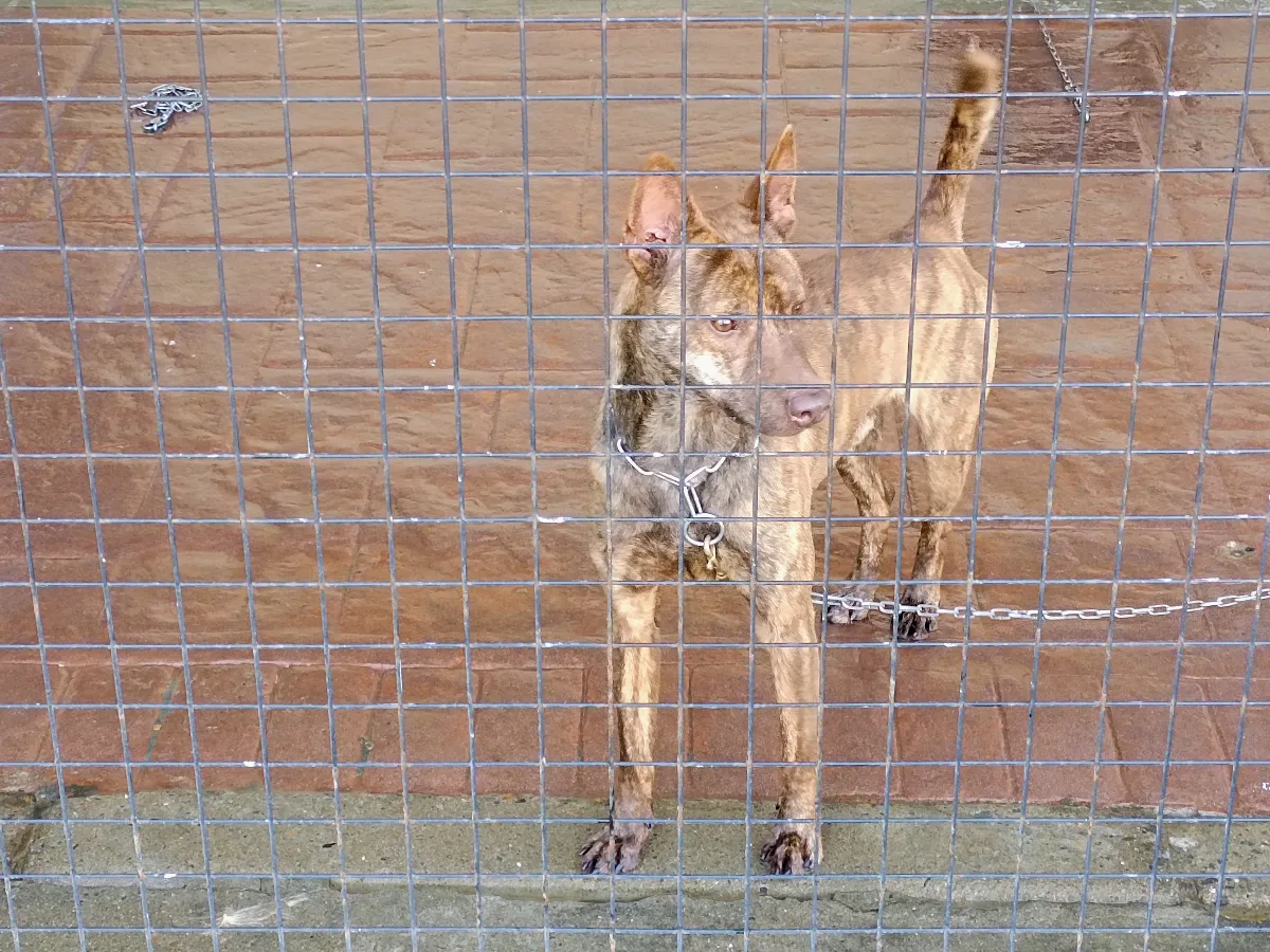 知日吉娃娃犬舍｜巧克力紅色虎斑紋~台灣犬 羅知日~紅毛台灣犬（第3／9張）