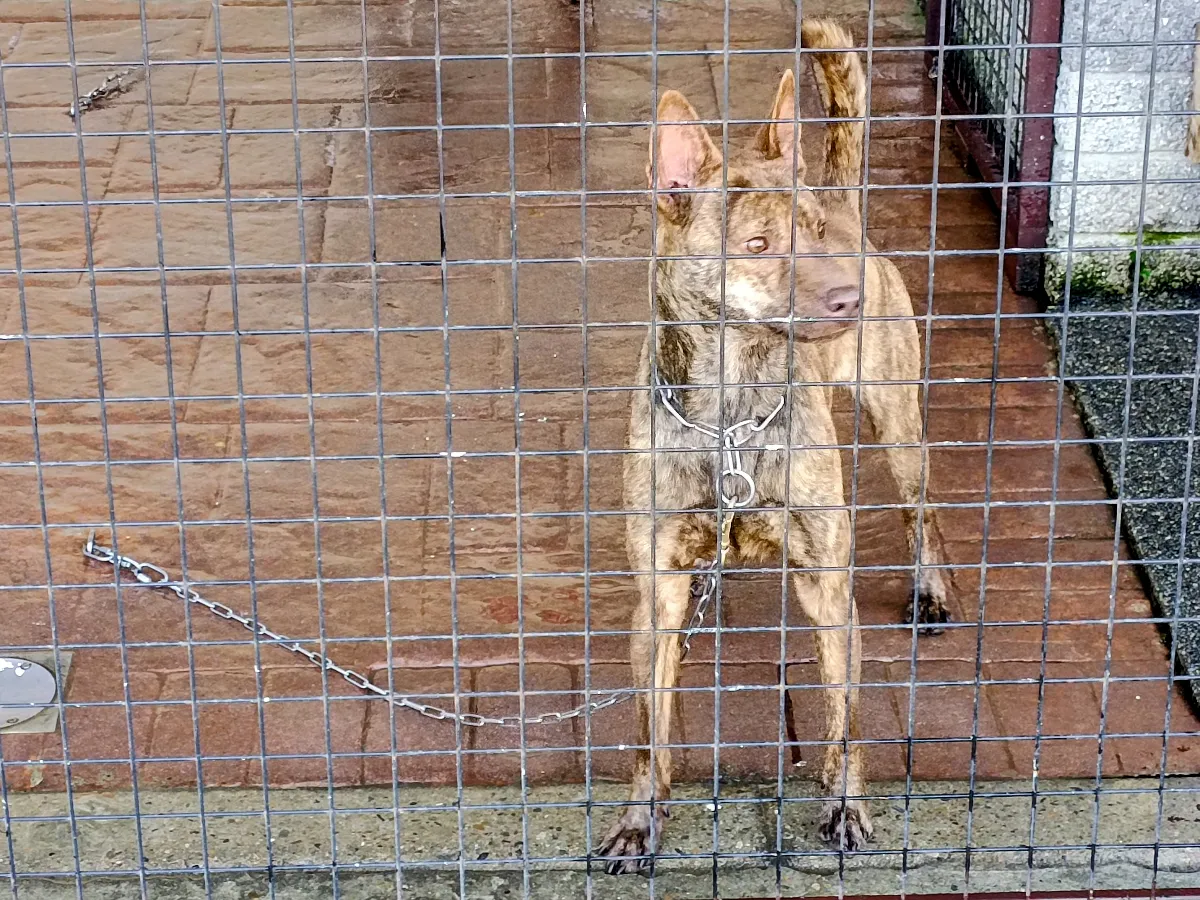 知日吉娃娃犬舍｜巧克力紅色虎斑紋~台灣犬 羅知日~紅毛台灣犬（第4／9張）