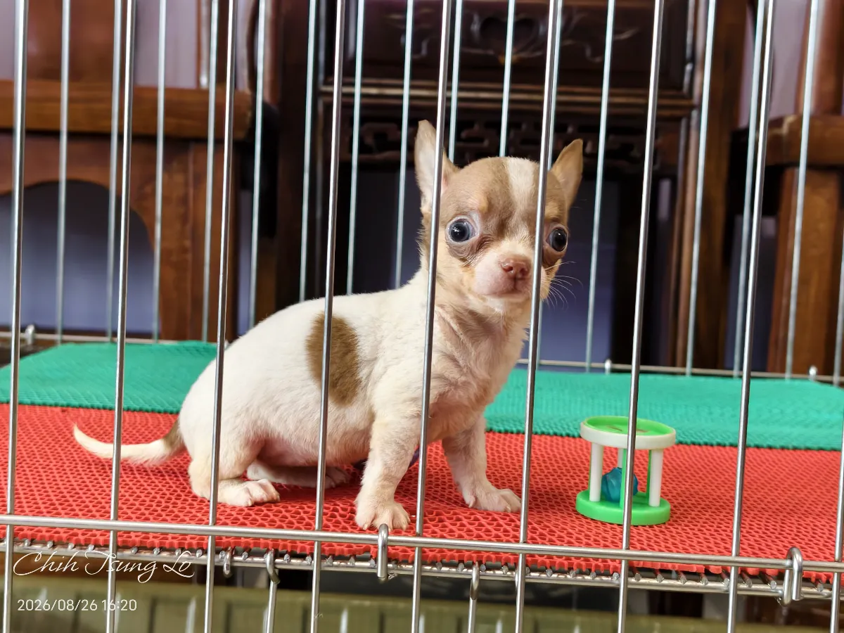 知日吉娃娃犬舍｜巧克力三色四目.短毛吉娃娃(女生) 我們不是寵物店，只做預約客!! 歡迎預約與吉（第3／16張）