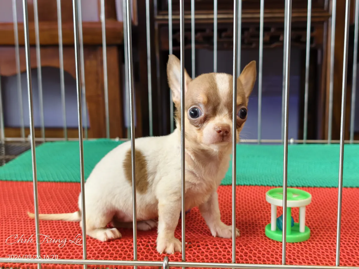 知日吉娃娃犬舍｜巧克力三色四目.短毛吉娃娃(女生) 我們不是寵物店，只做預約客!! 歡迎預約與吉（第4／16張）