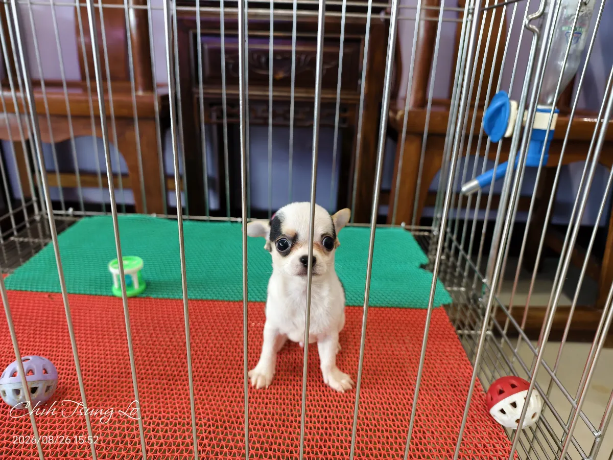 知日吉娃娃犬舍｜黑白三色四目.短毛吉娃娃(男生) 我們不是寵物店，只做預約客!! 歡迎預約與吉娃（第3／18張）