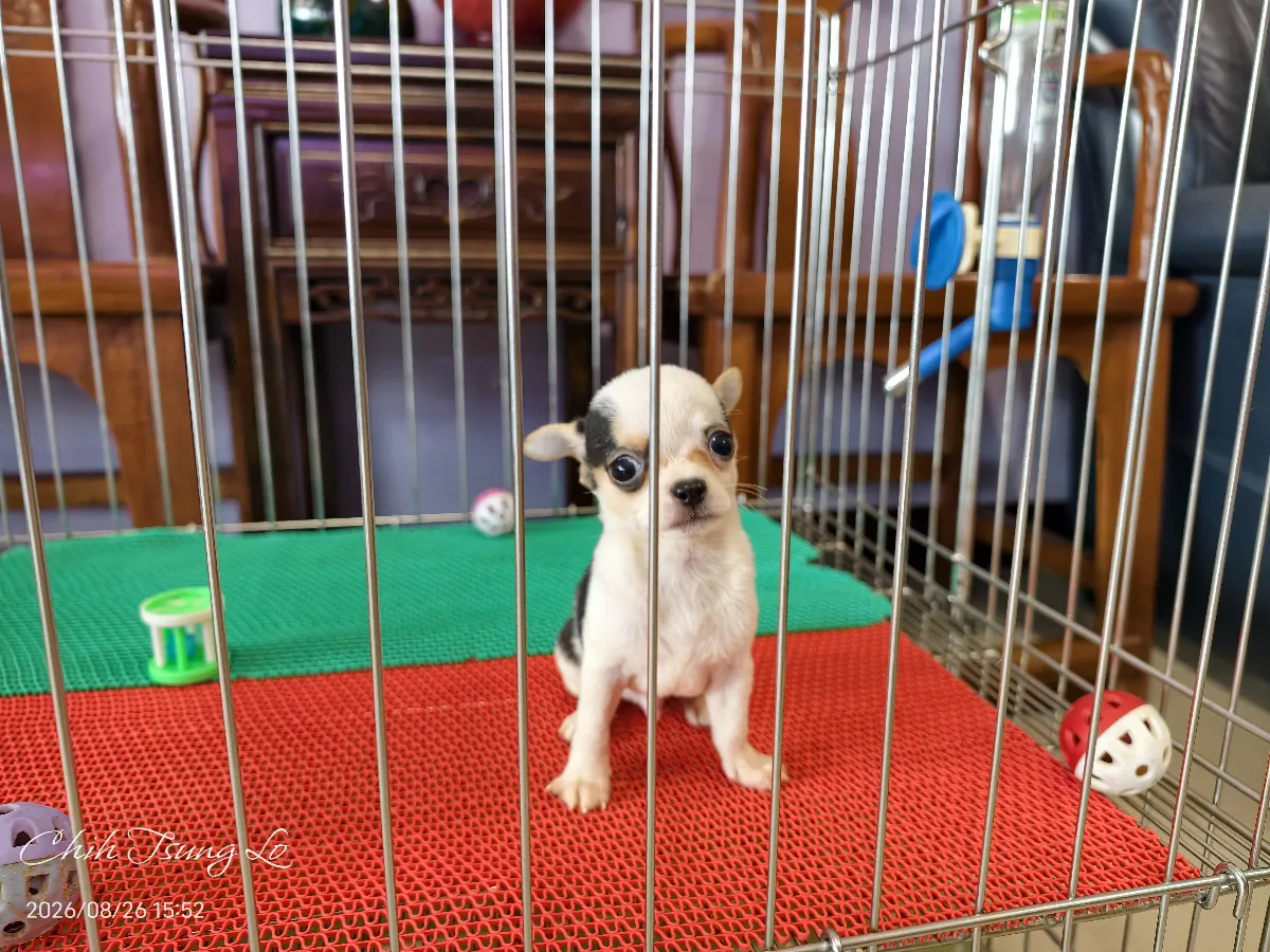 知日吉娃娃犬舍｜黑白三色四目.短毛吉娃娃(男生) 我們不是寵物店，只做預約客!! 歡迎預約與吉娃（第4／18張）