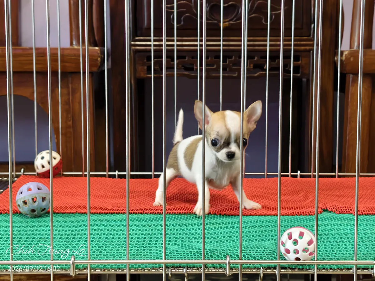 知日吉娃娃犬舍｜極品小型紅白色短毛吉娃娃（女生） 如果您對吉娃娃有任何問題，歡迎私訊詢問，提供您（第2／21張）