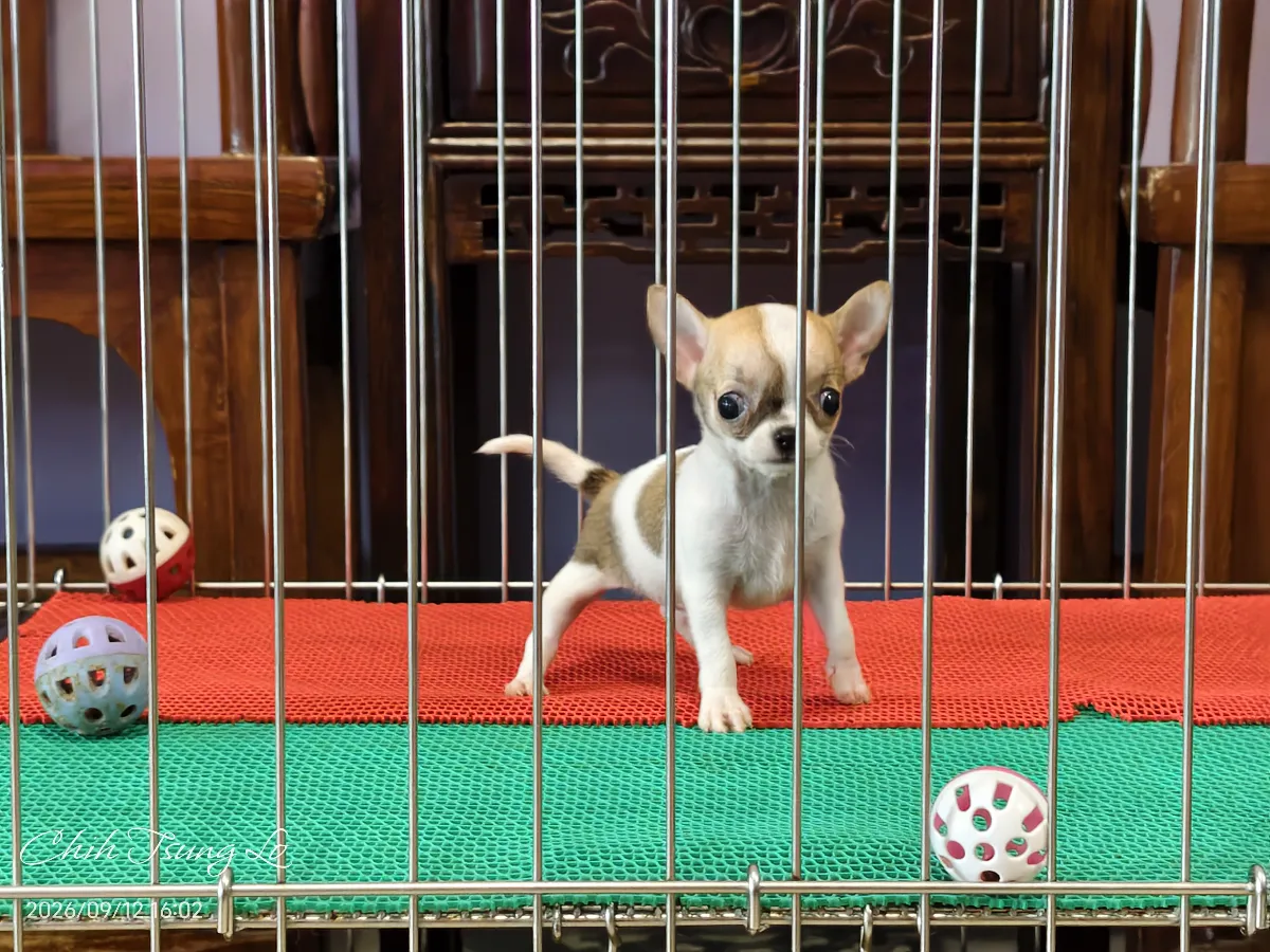 知日吉娃娃犬舍｜極品小型紅白色短毛吉娃娃（女生） 如果您對吉娃娃有任何問題，歡迎私訊詢問，提供您（第3／21張）