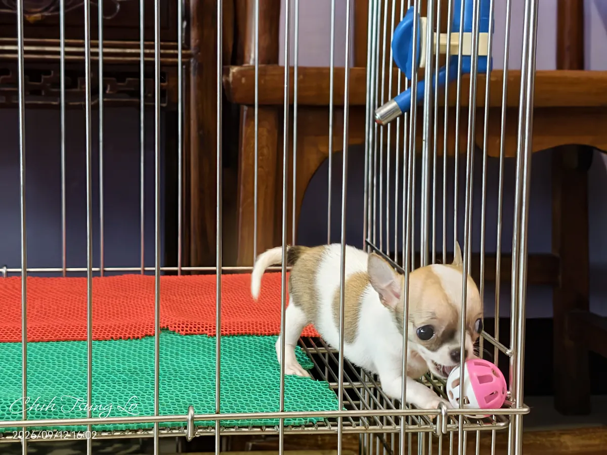 知日吉娃娃犬舍｜極品小型紅白色短毛吉娃娃（女生） 如果您對吉娃娃有任何問題，歡迎私訊詢問，提供您（第4／21張）