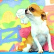 知日吉娃娃專業犬舍