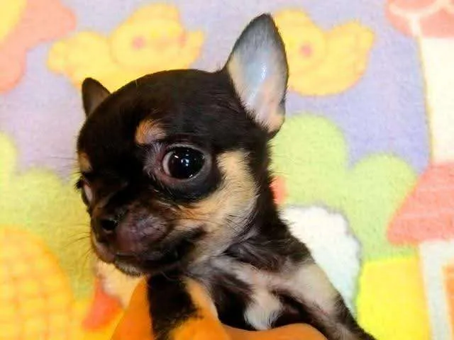 黑褐雙色（Black & Tan）吉娃娃花色示意圖｜知日吉娃娃犬舍