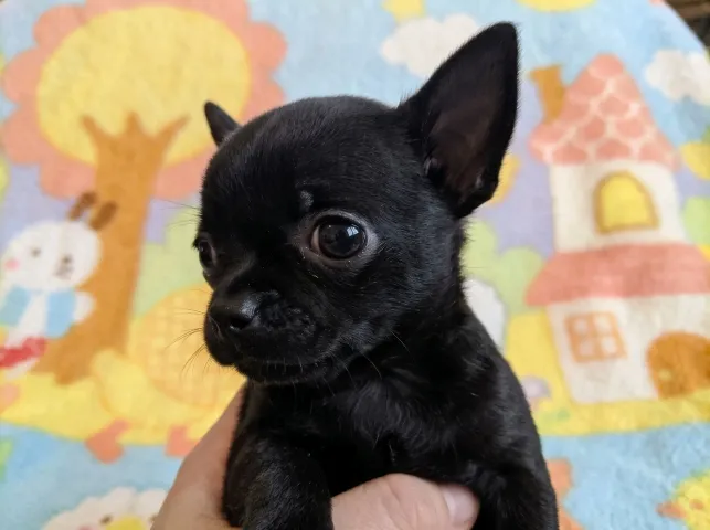 純黑色（Black）吉娃娃花色示意圖｜知日吉娃娃犬舍