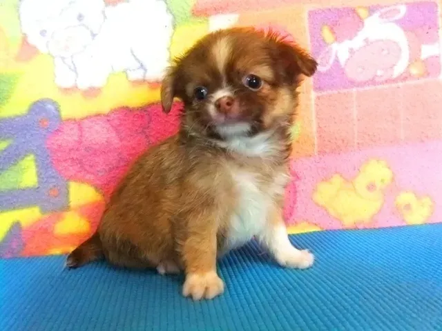 巧克力色（Chocolate）吉娃娃花色示意圖｜知日吉娃娃犬舍